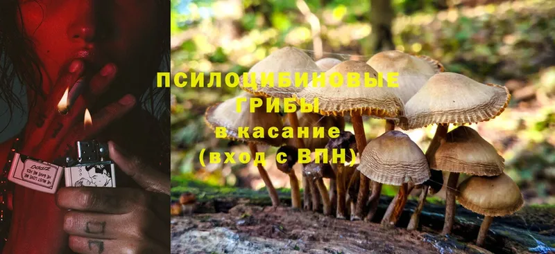 наркота  Торжок  Псилоцибиновые грибы Psilocybe 